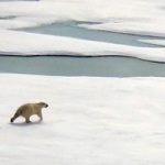0906_arctic_bear